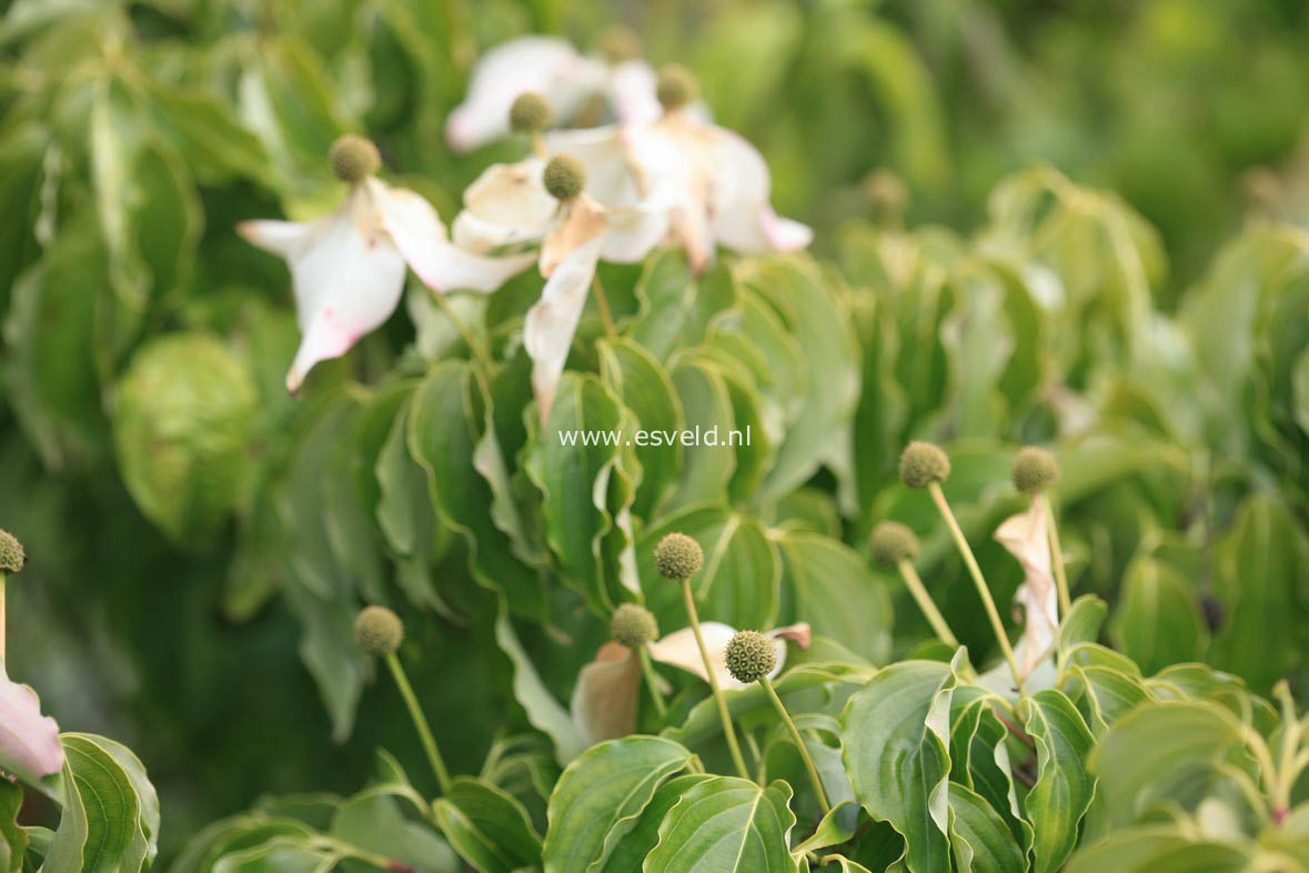 Cornus kousa 'Nicole'