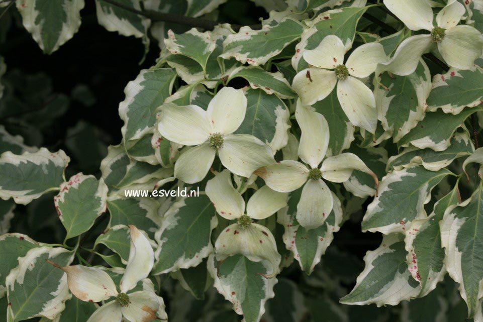 Cornus kousa 'Peve Limbo'