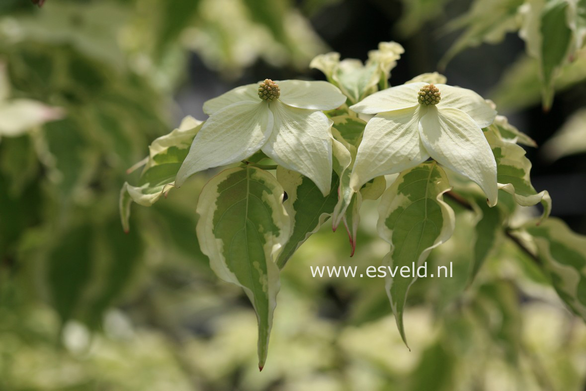 Cornus kousa 'Summer Games'