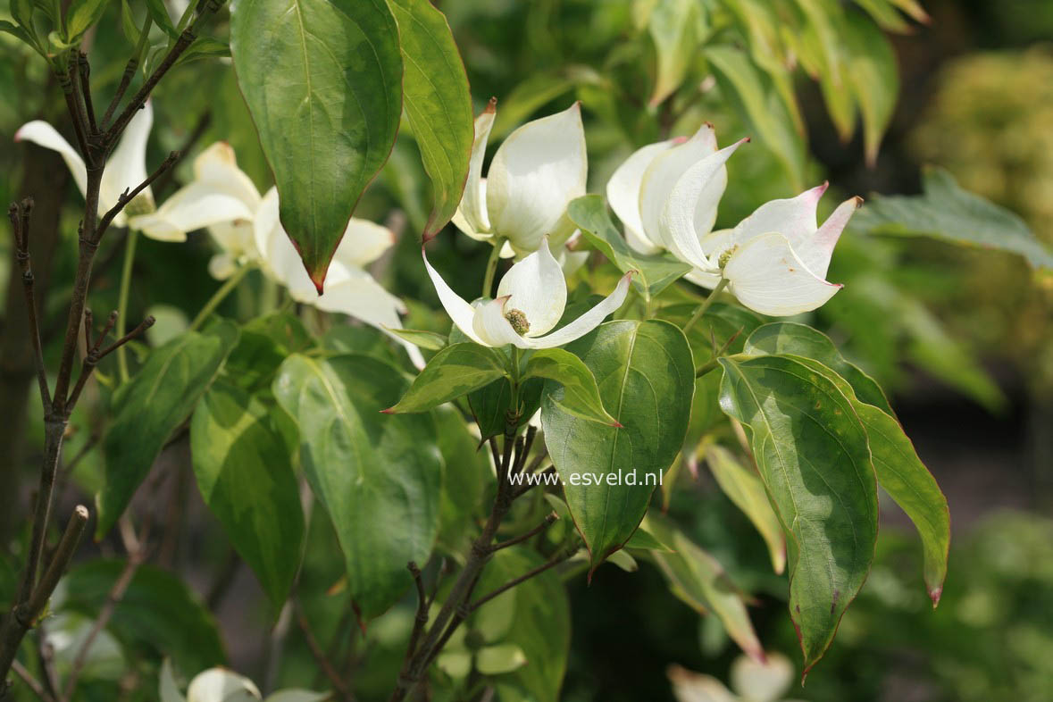 Cornus kousa 'Temple Jewel'