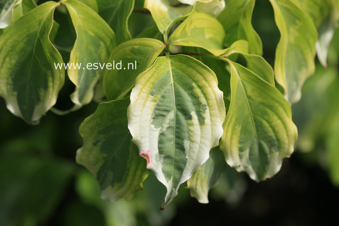 Cornus kousa 'Tri-Splendor'