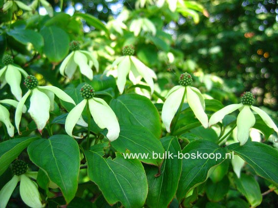 Cornus kousa 'Weaver's Weeping'