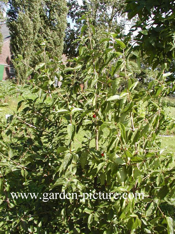 Cornus mas 'Aurea Elegantissima'