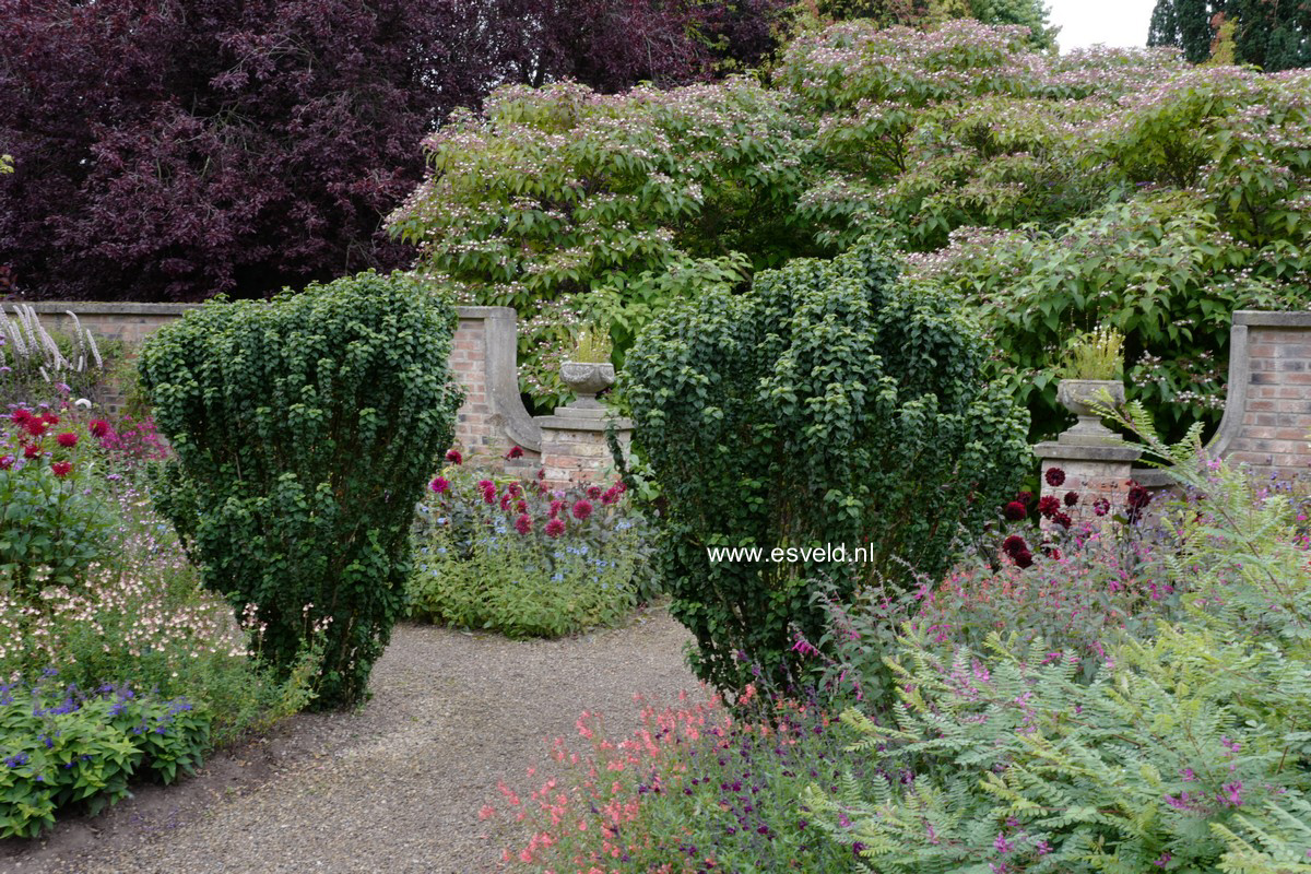 Cornus sanguinea 'Compressa'