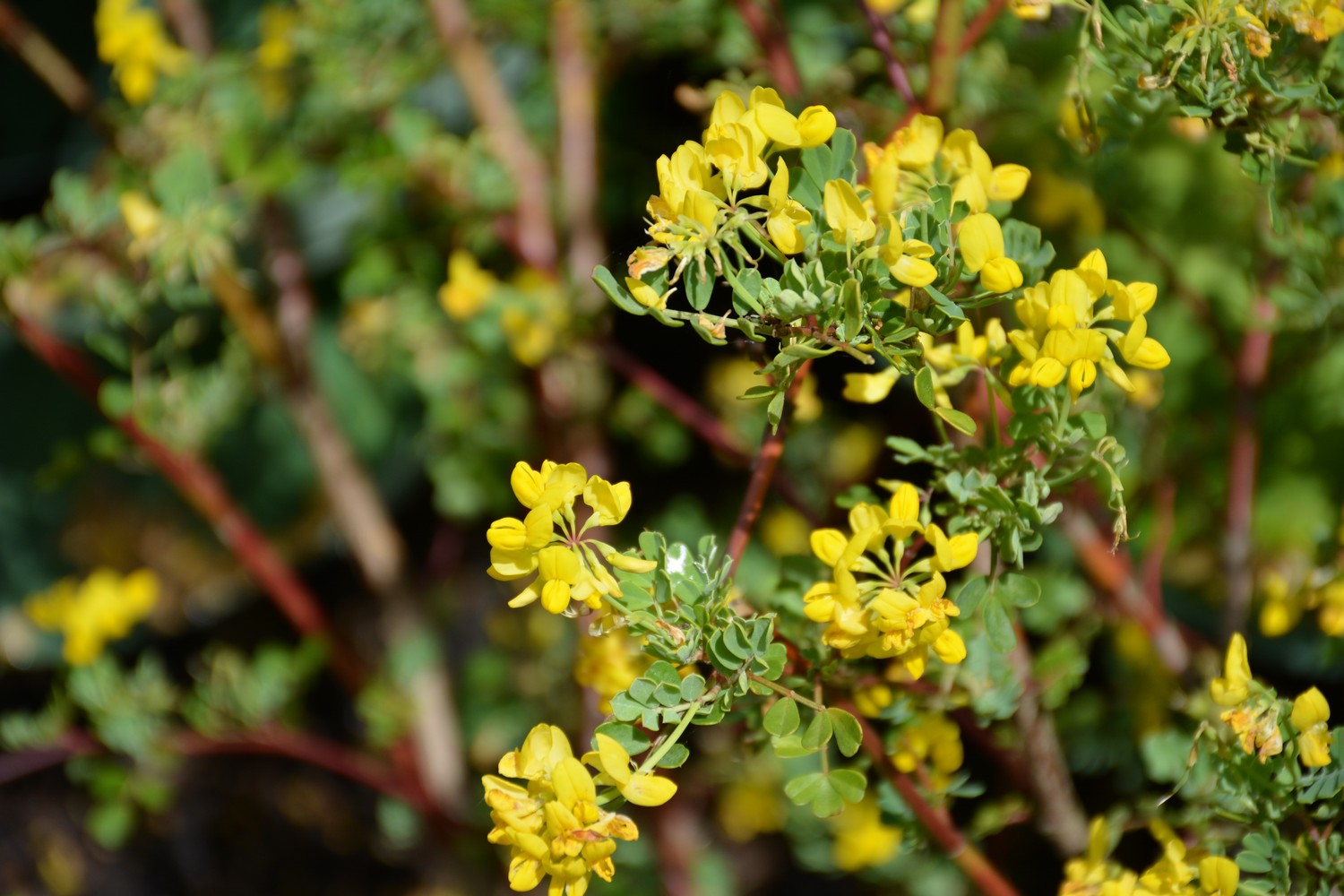 Coronilla valentina ssp. glauca