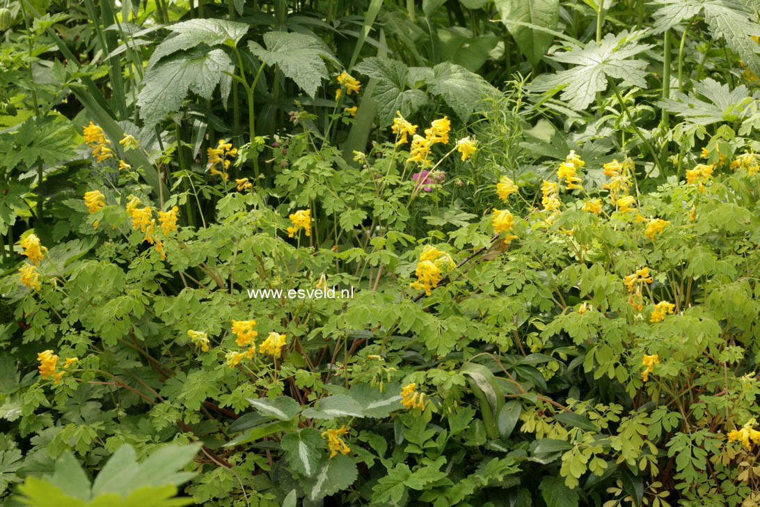 Corydalis lutea