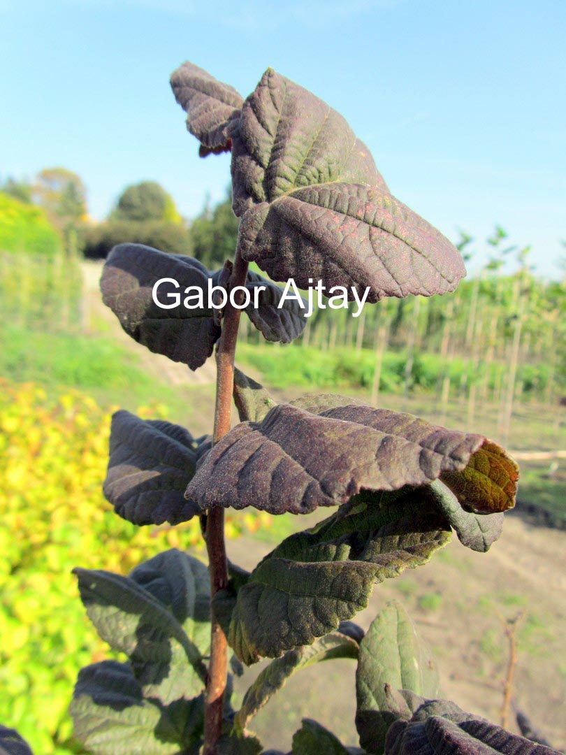 Corylus avellana 'Anny's Purple Dream'