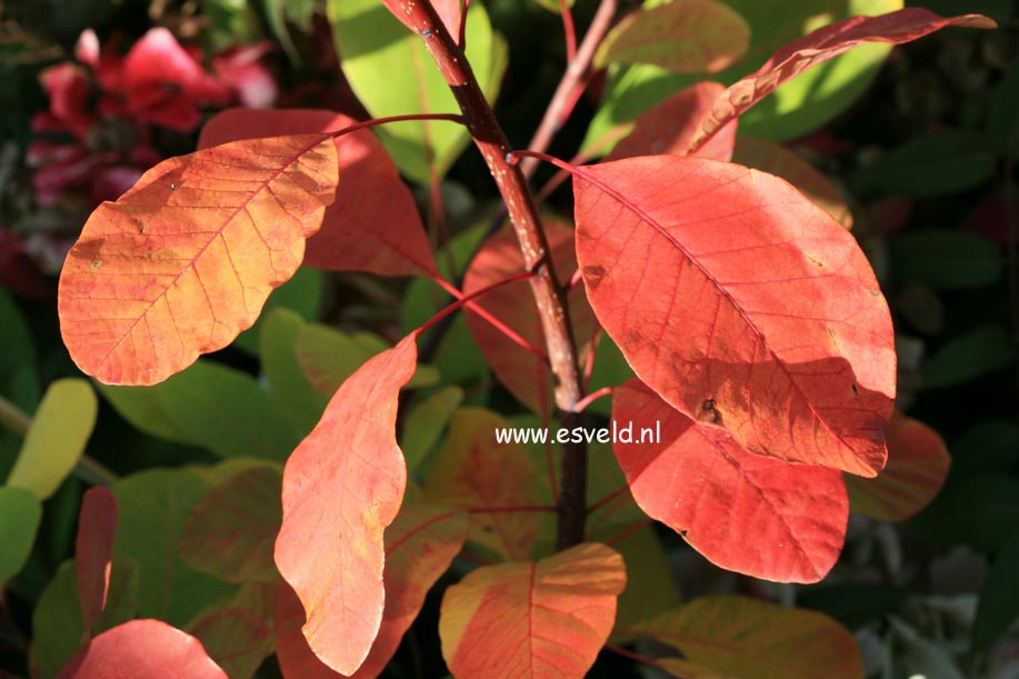 Cotinus 'Flame'