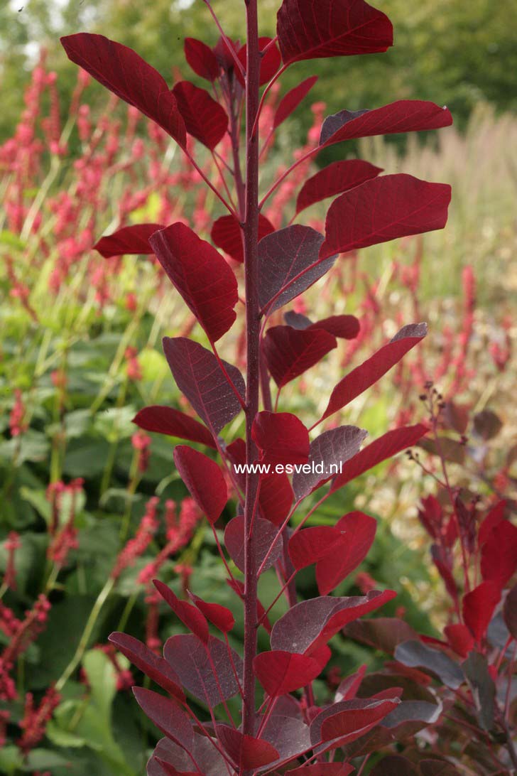 Cotinus coggygria 'Londus' (DUSKY MAIDEN)