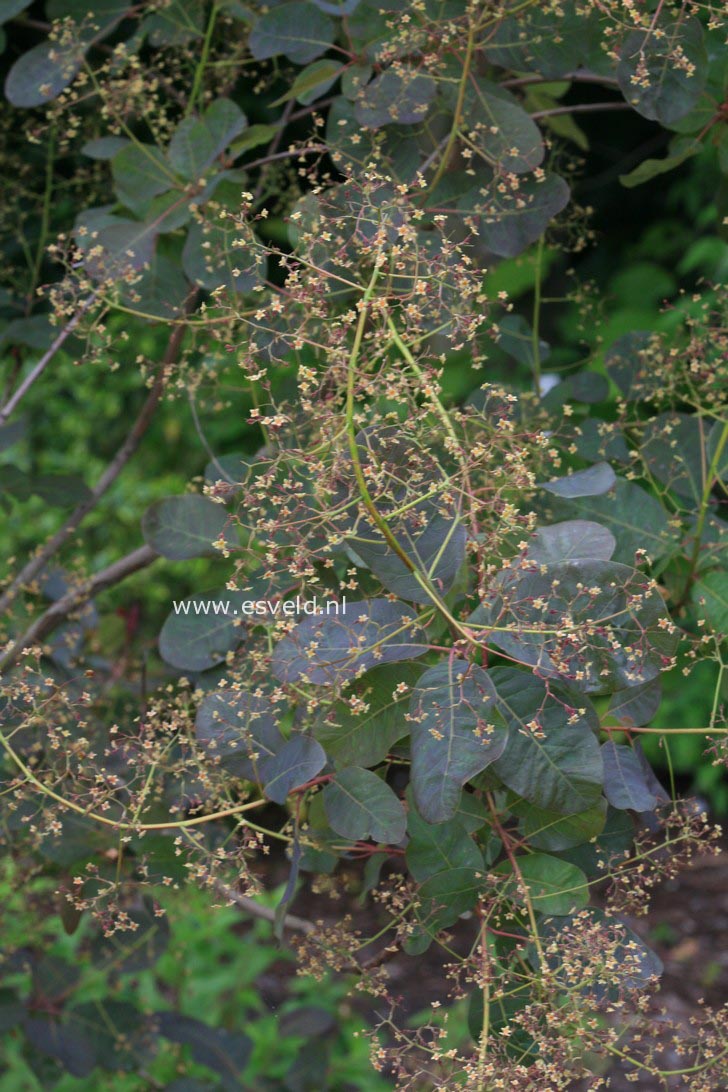 Cotinus coggygria 'Nordine'