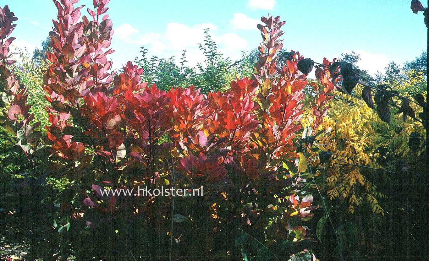 Cotinus coggygria 'Old Fashioned'