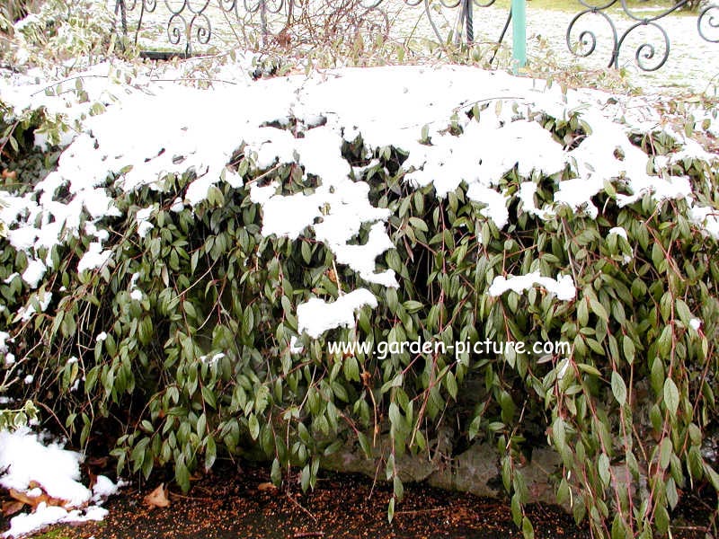 Cotoneaster salicifolius