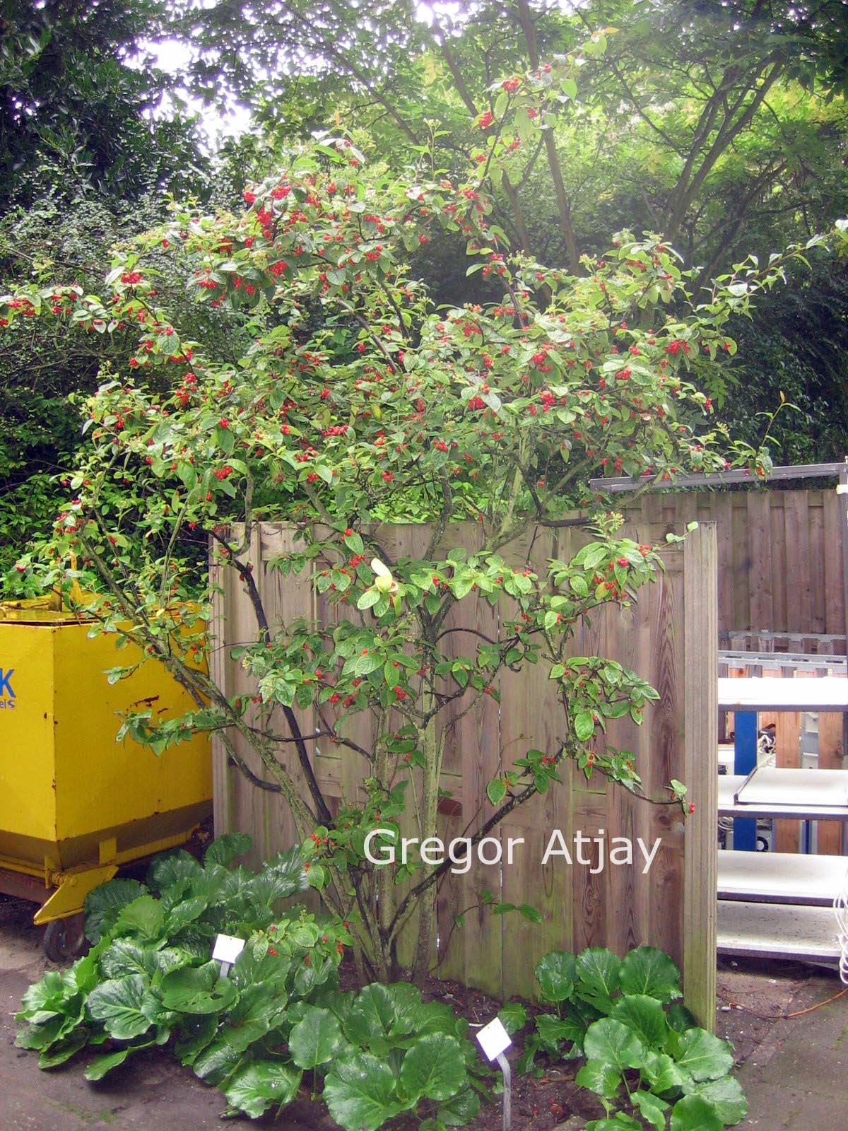 Cotoneaster simonsii