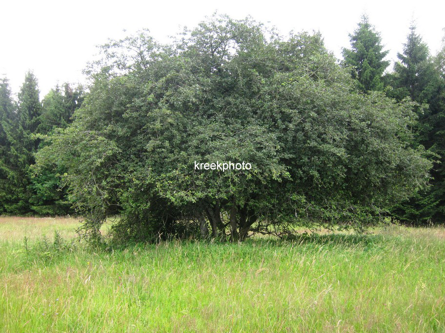 Crataegus laevigata