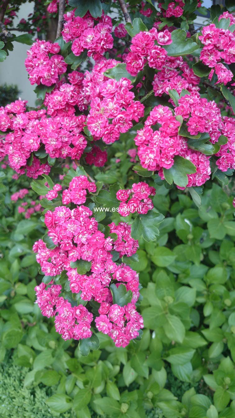 Crataegus media 'Paul's Scarlet'