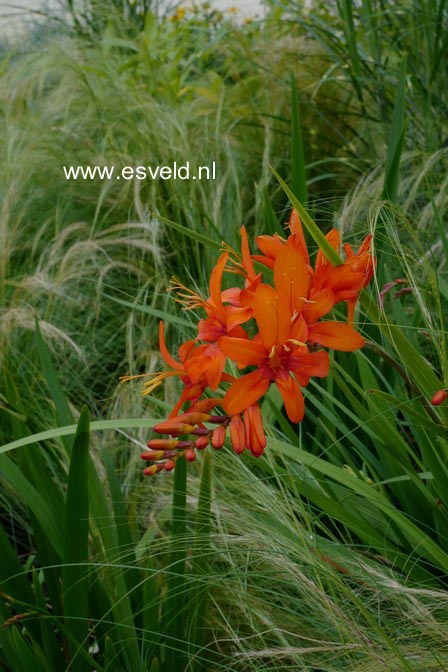 Crocosmia 'Carmine Brilliant'