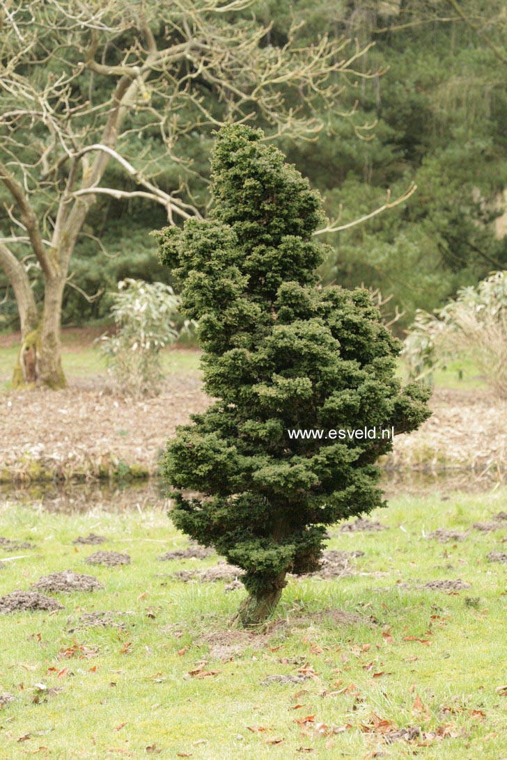 Cryptomeria japonica 'Bandai'