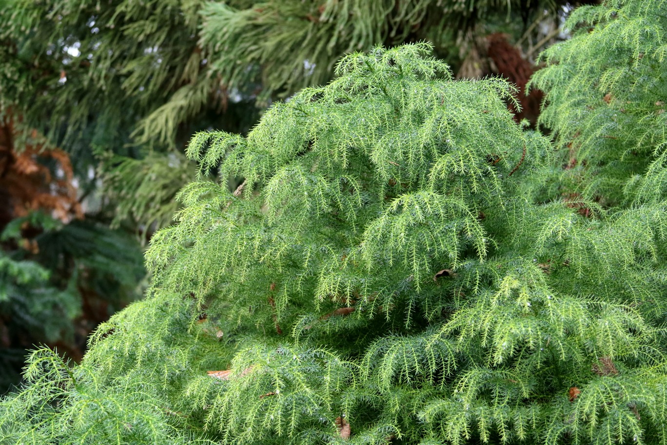 Cryptomeria japonica 'Elegans Viridis'
