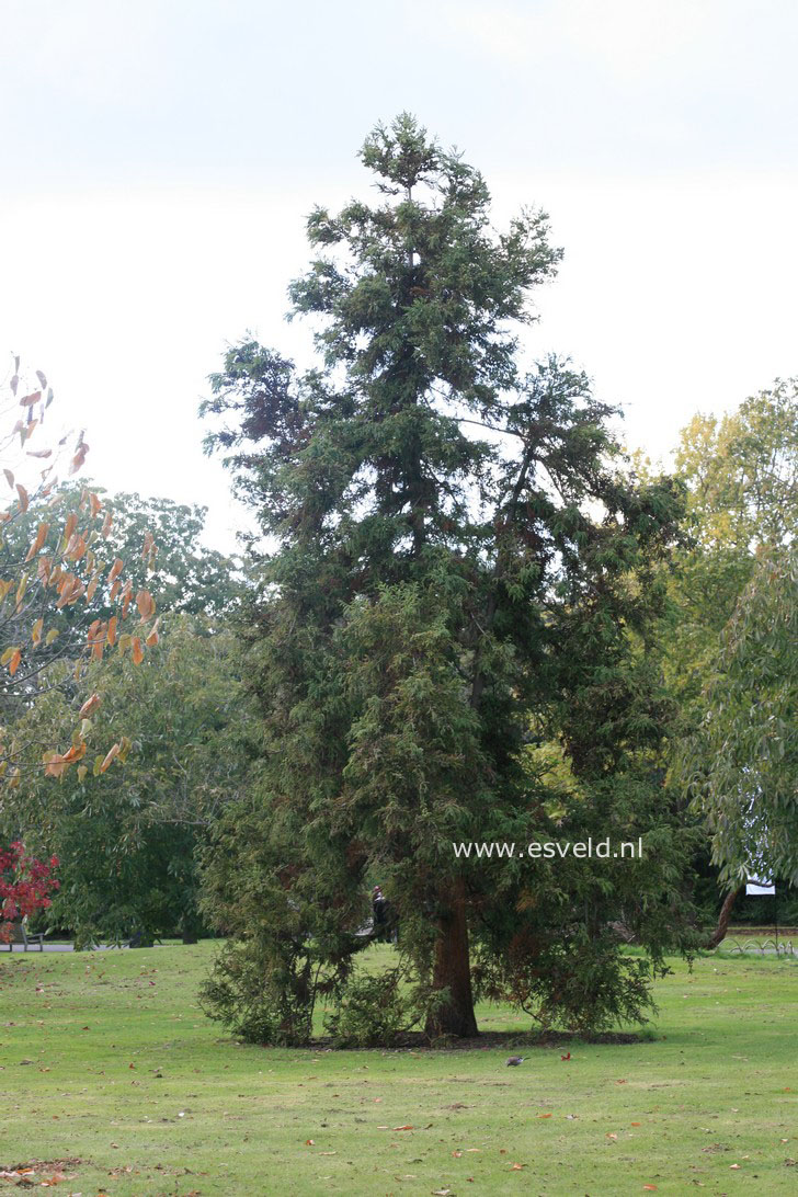 Cryptomeria japonica