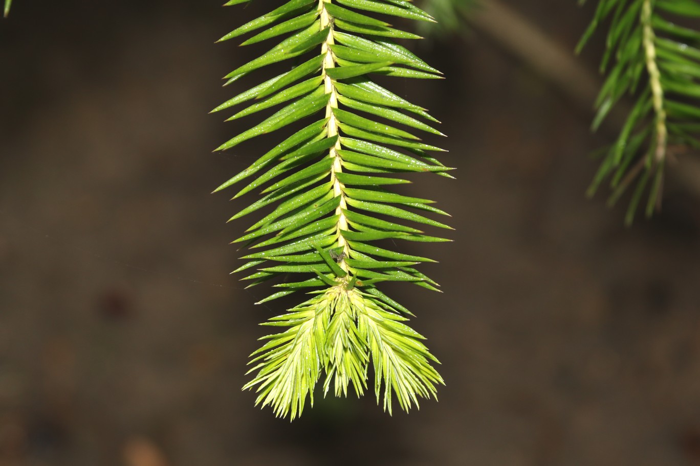 Cunninghamia konishii
