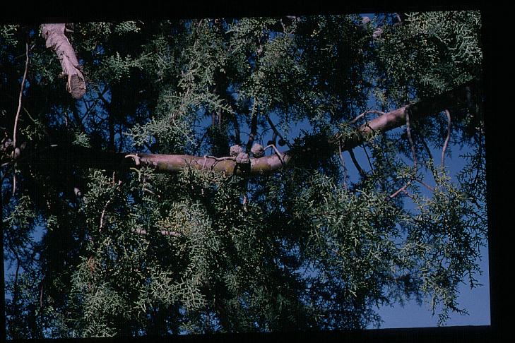 Cupressus arizonica