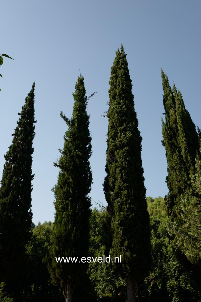 Cupressus sempervirens