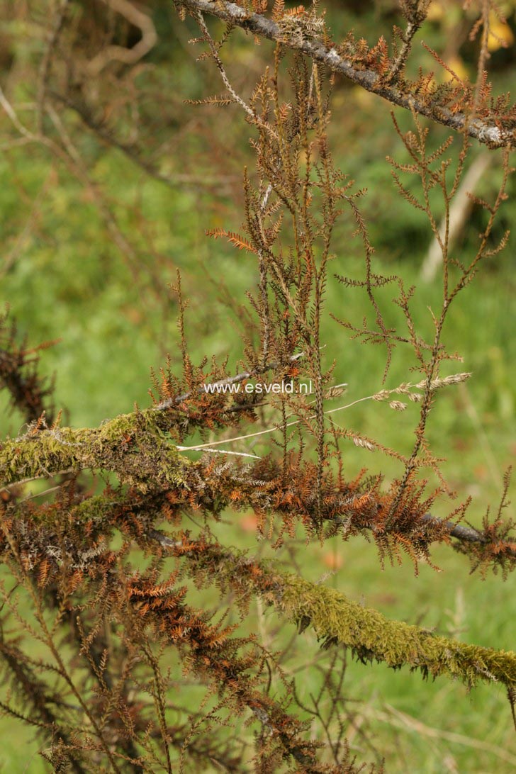 Dacrycarpus dacrydioides