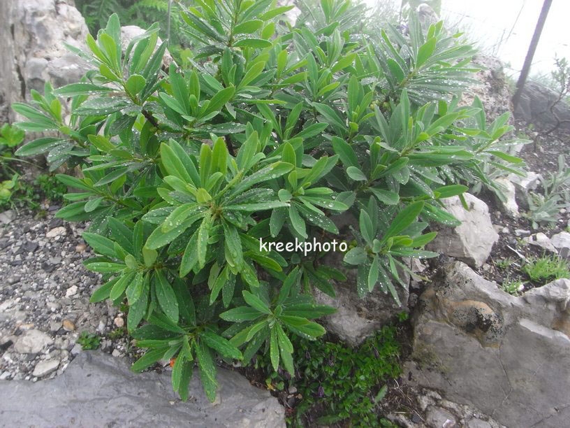 Daphne mezereum