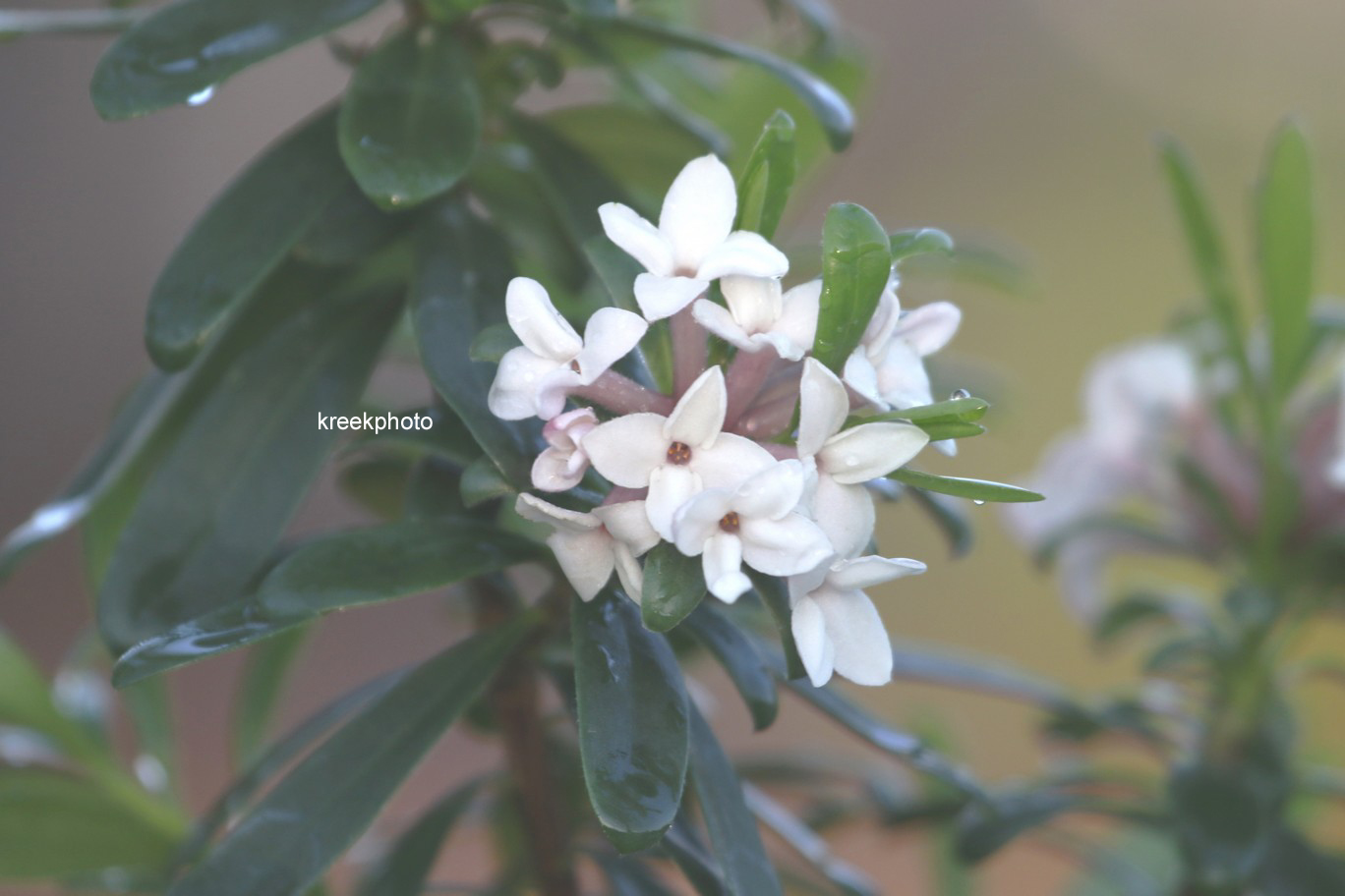 Daphne transatlantica 'Blafra' (ETERNAL FRAGRANCE)