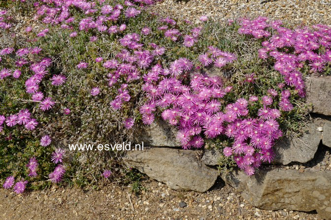 Delosperma cooperi