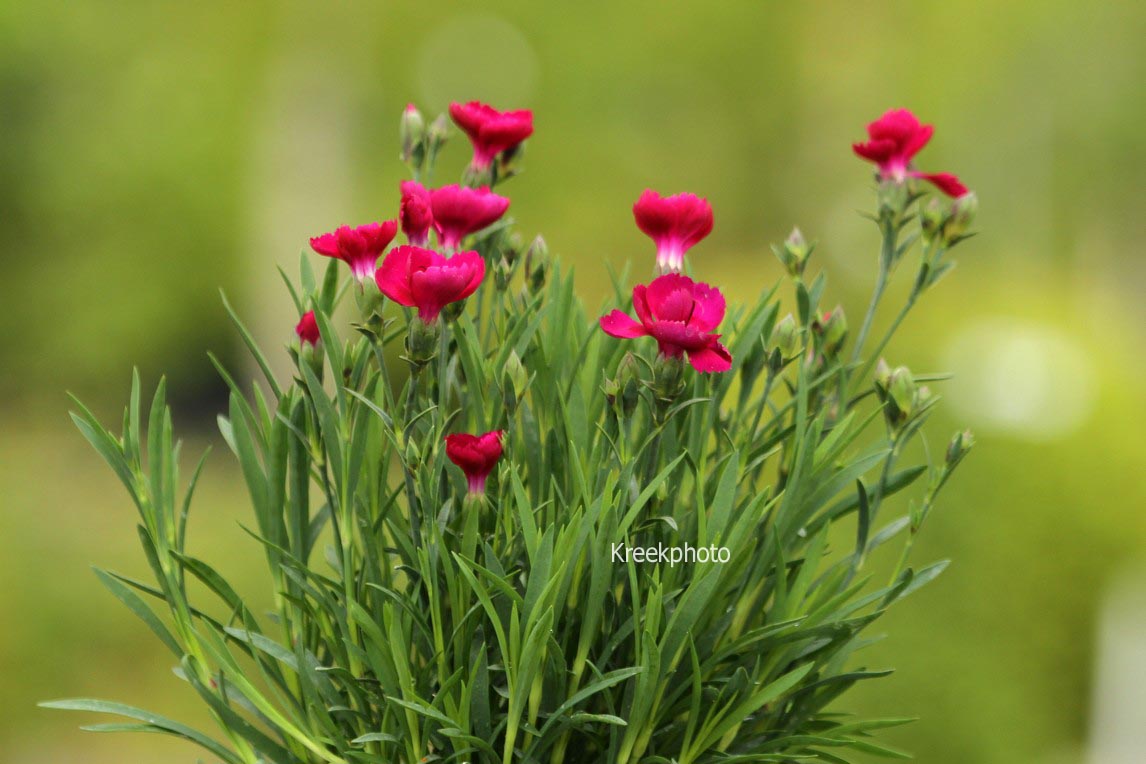Dianthus (SUNFLOR)