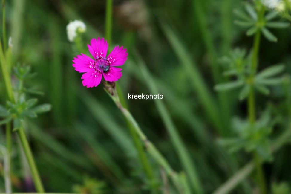 Dianthus deltoides