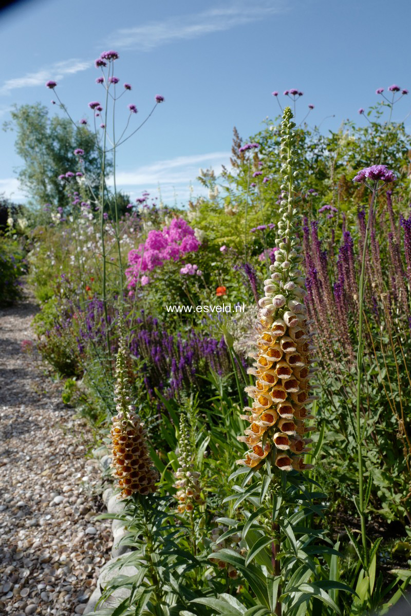 Digitalis ferruginea