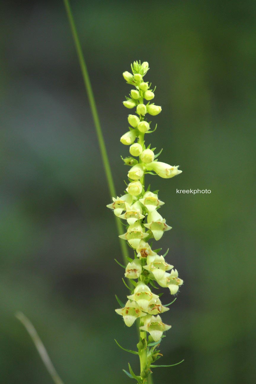 Digitalis lutea