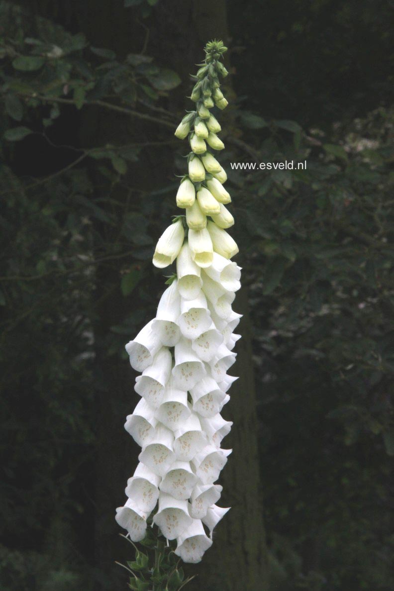 Digitalis purpurea 'Alba'