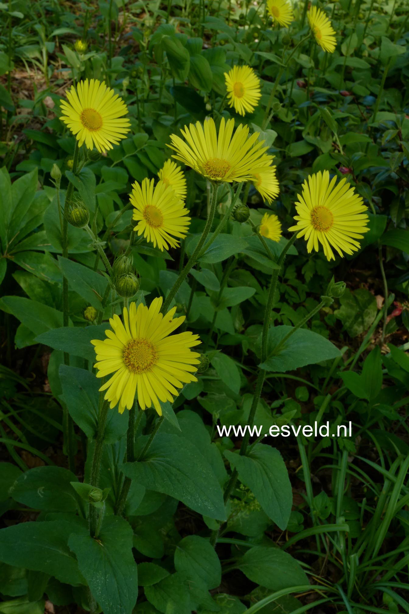 Doronicum orientale