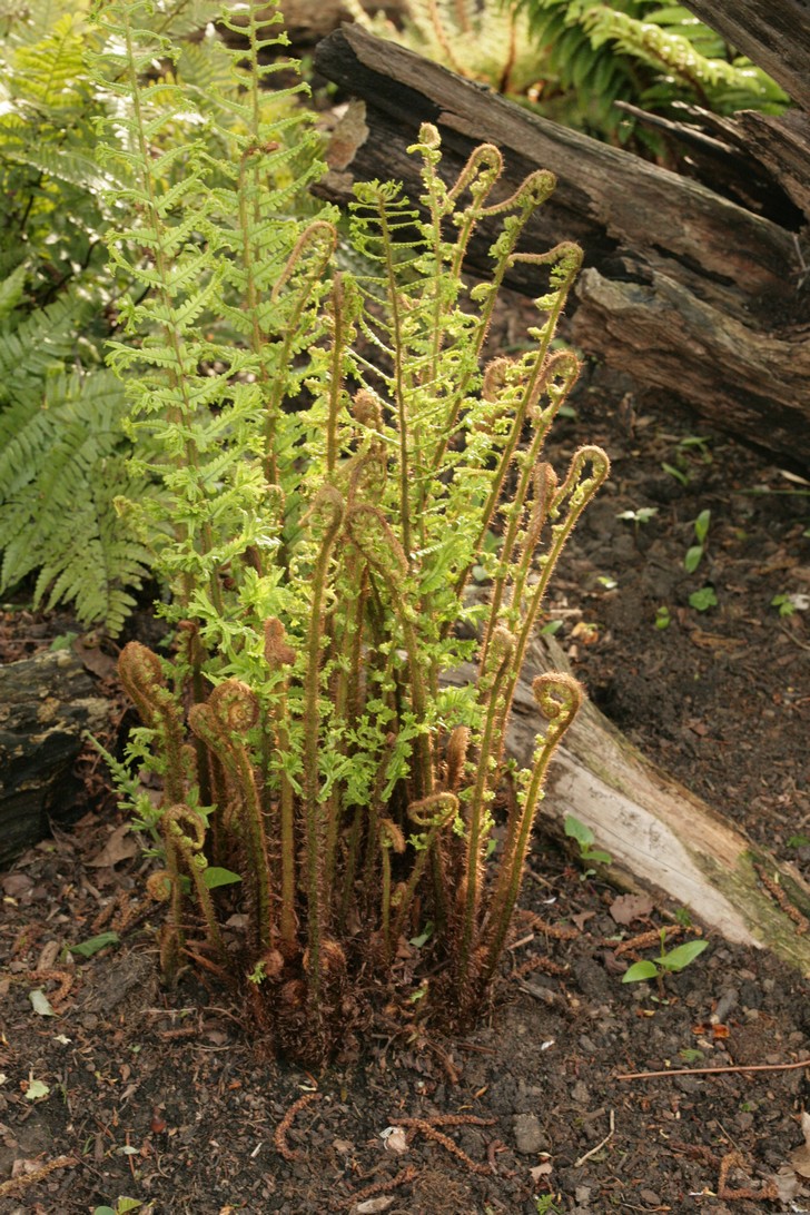 Dryopteris affinis 'Cristata'