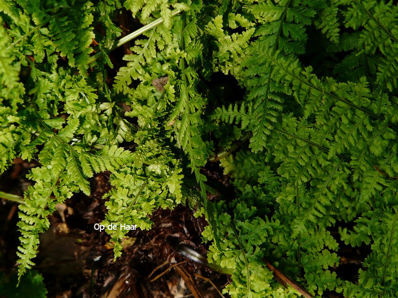 Dryopteris dilatata 'Crispa Whiteside'