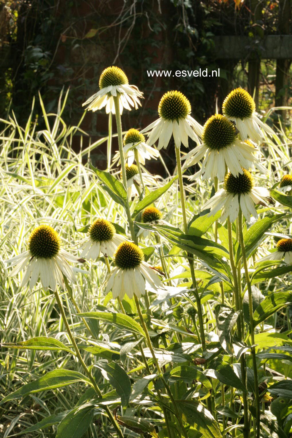 Echinacea purpurea 'Alba'