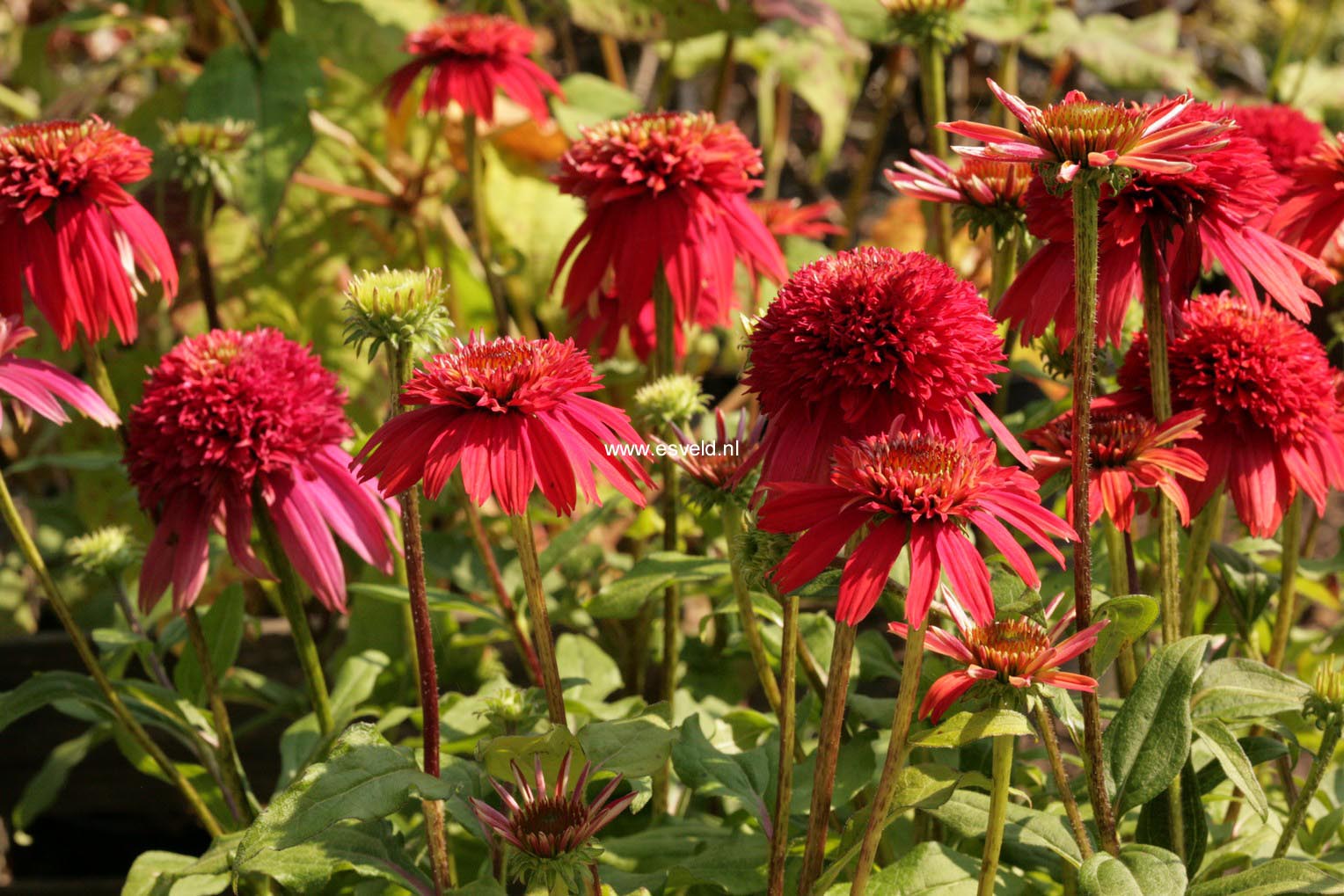 Echinacea purpurea 'Eccentric'