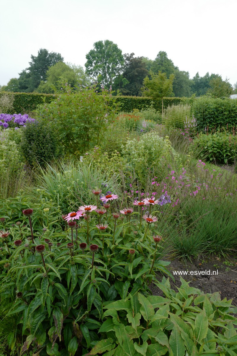 Echinacea purpurea 'Fatal Attraction'