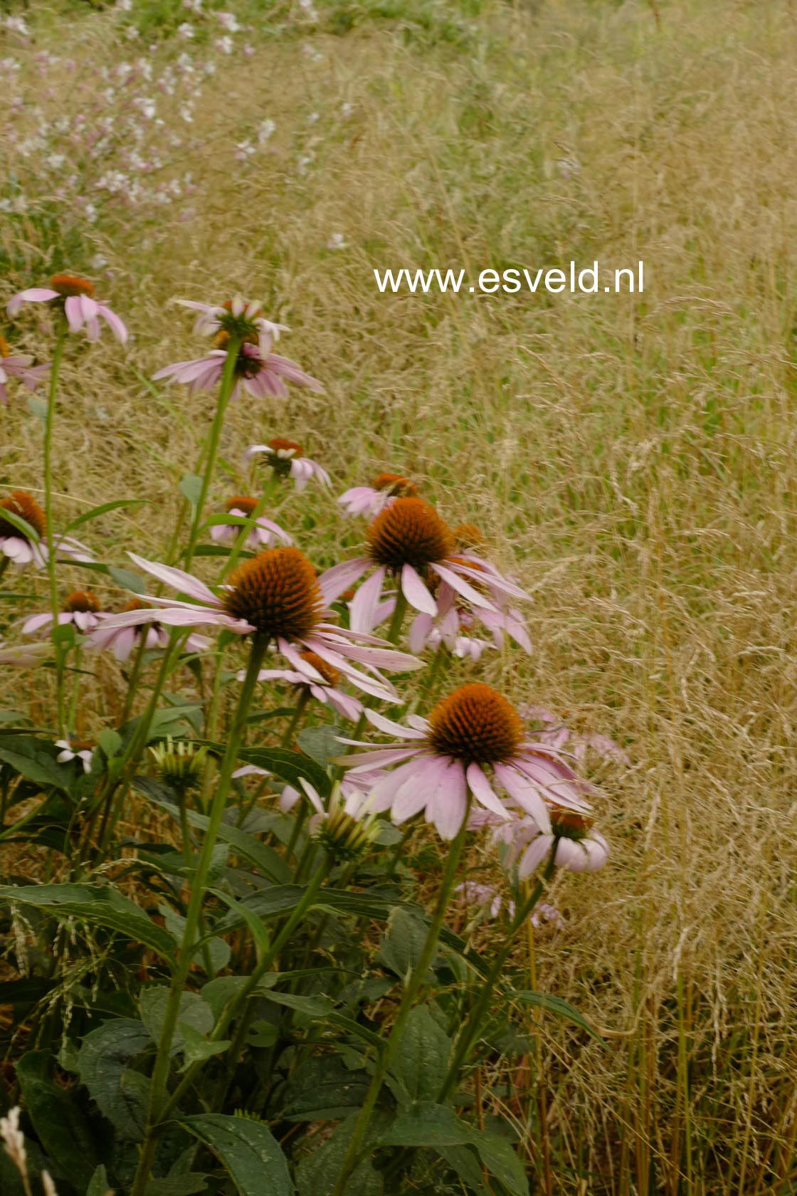 Echinacea purpurea 'Leuchtstern'