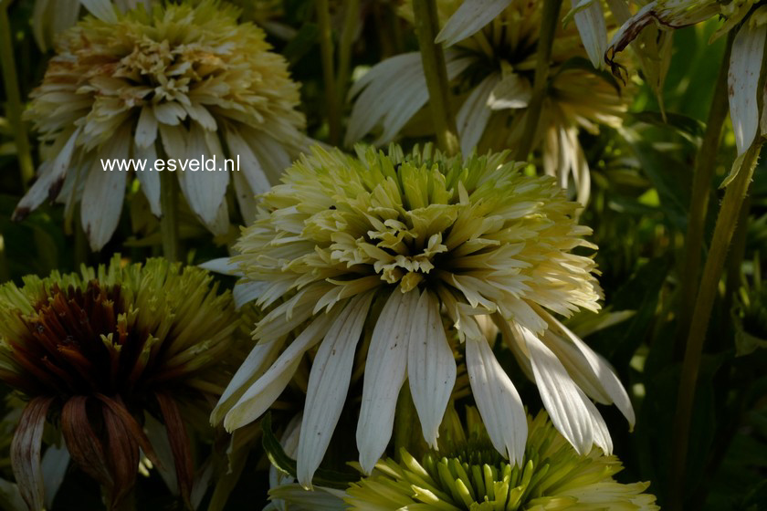 Echinacea purpurea 'Meringue'