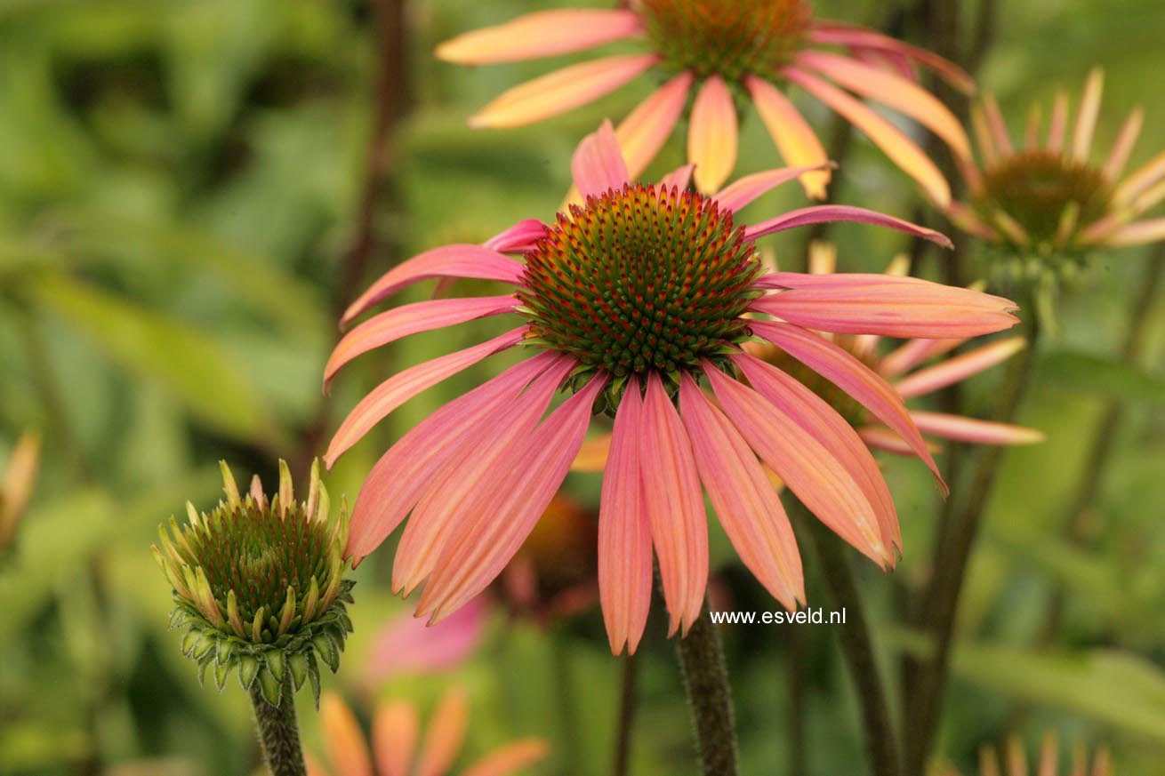 Echinacea purpurea 'Summer Cocktail'