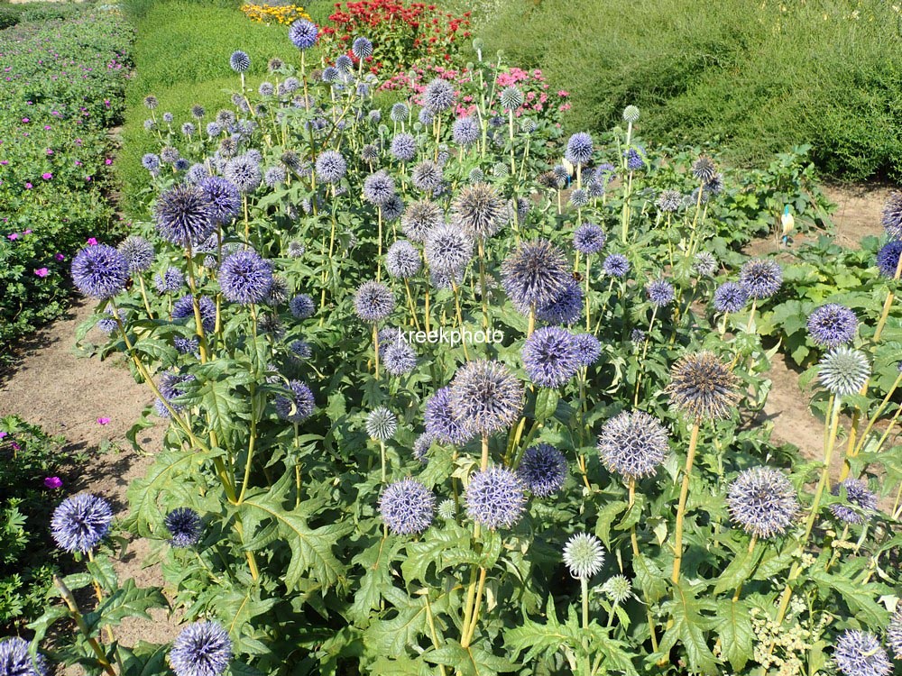 Echinops bannaticus 'Taplow Blue'