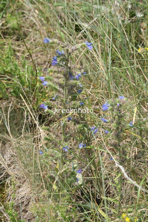 Echium vulgare