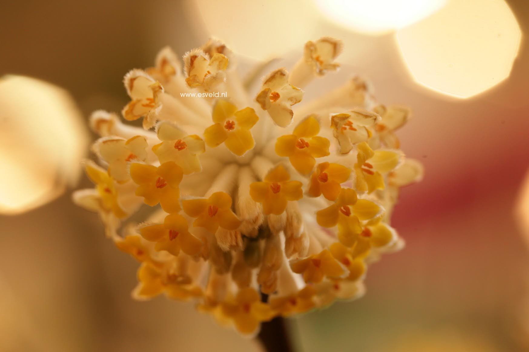 Edgeworthia chrysantha