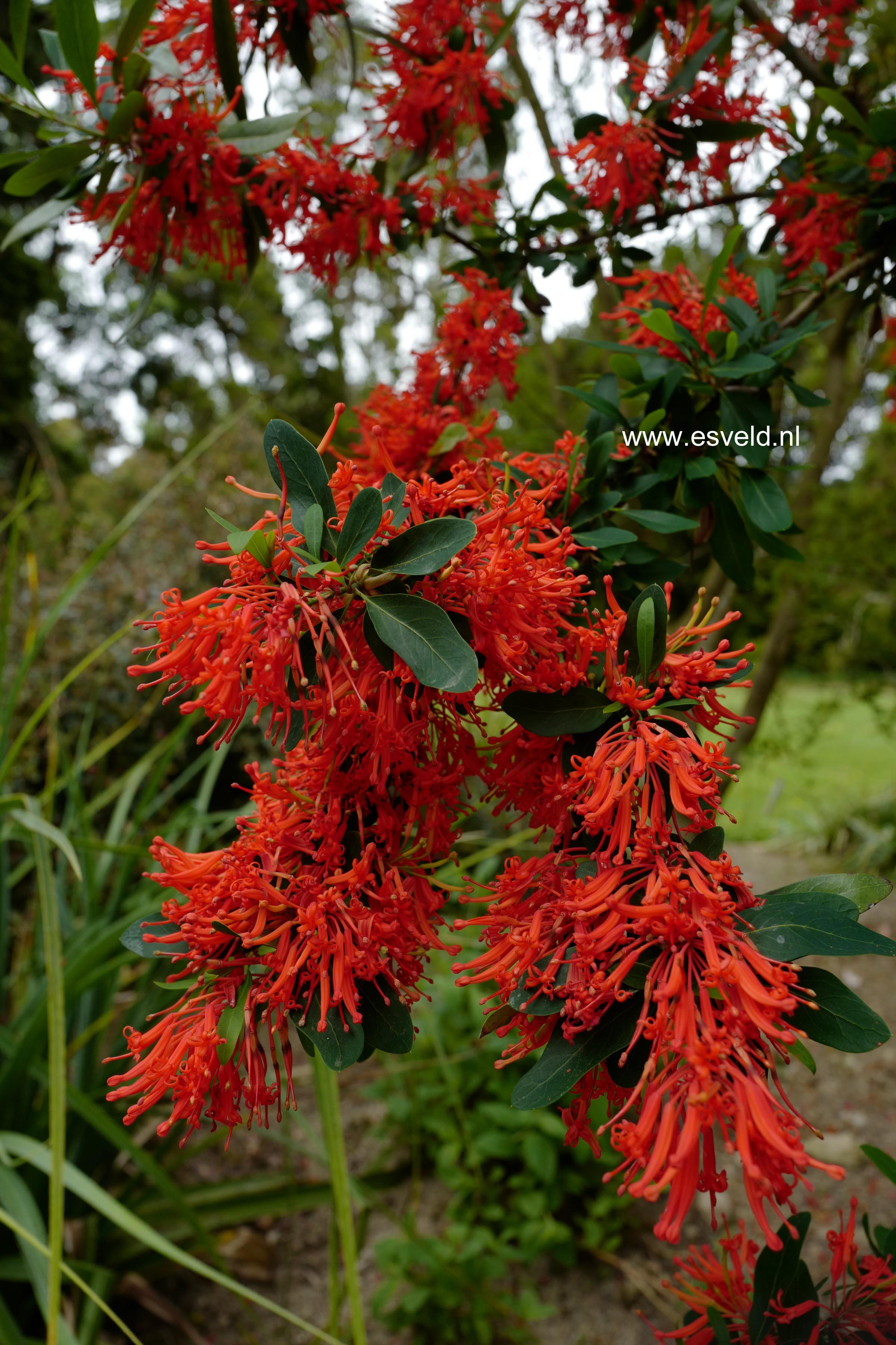 Embothrium coccineum
