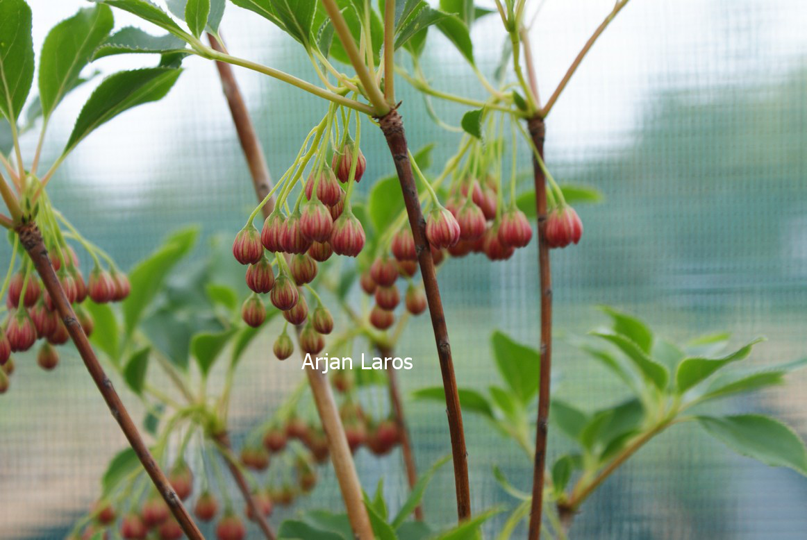Enkianthus campanulatus 'Miyama beni'