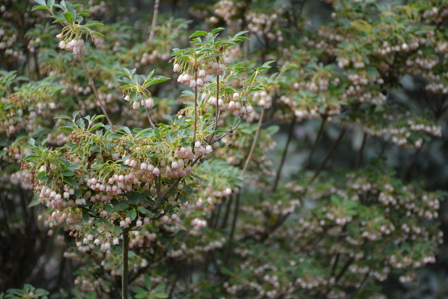 Enkianthus campanulatus 'Red Bells'